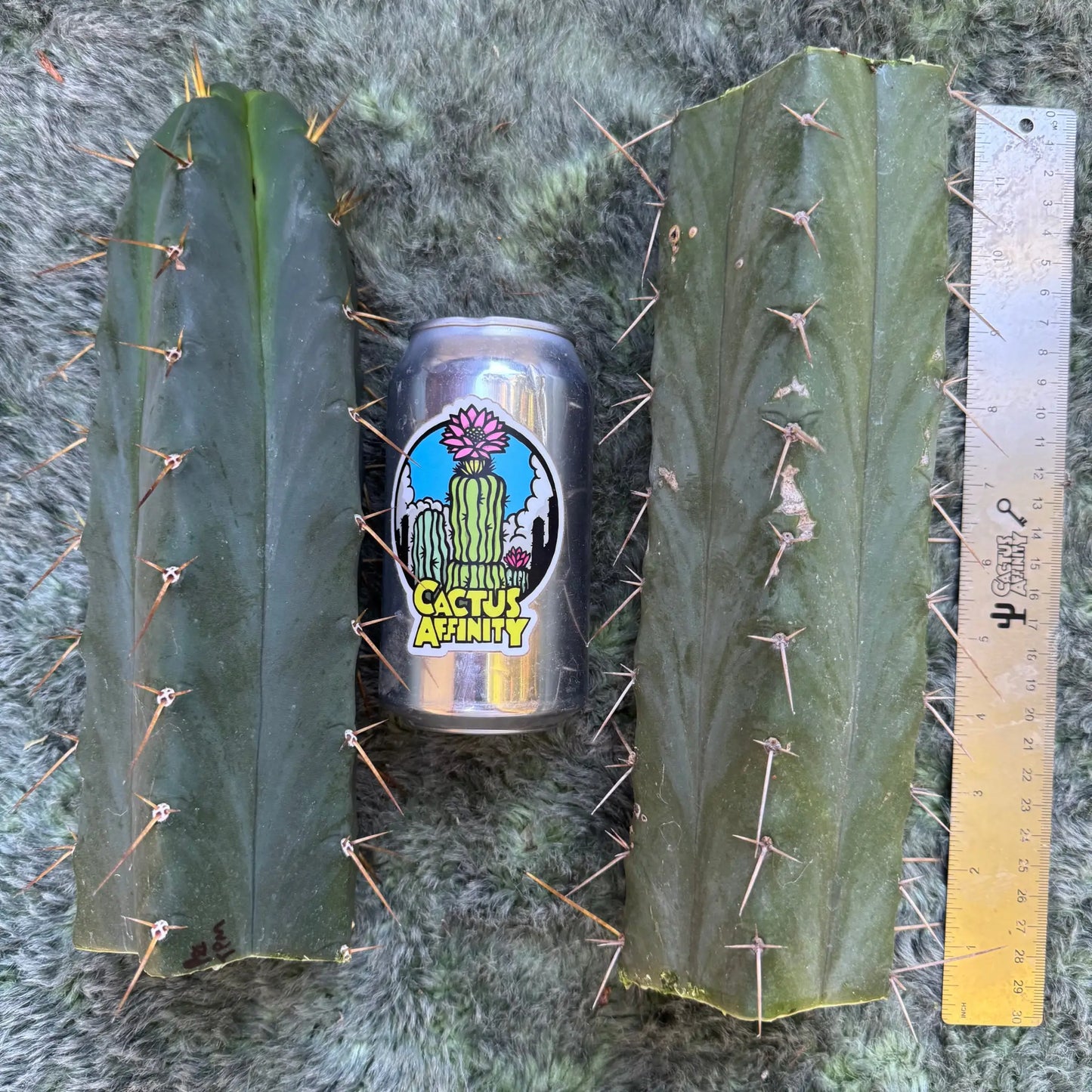 Psycho0 x TPM - one 10” tip cutting - live cactus plant