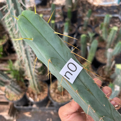 Puente del Valle de Reina - n0 14” tip cut - live cactus