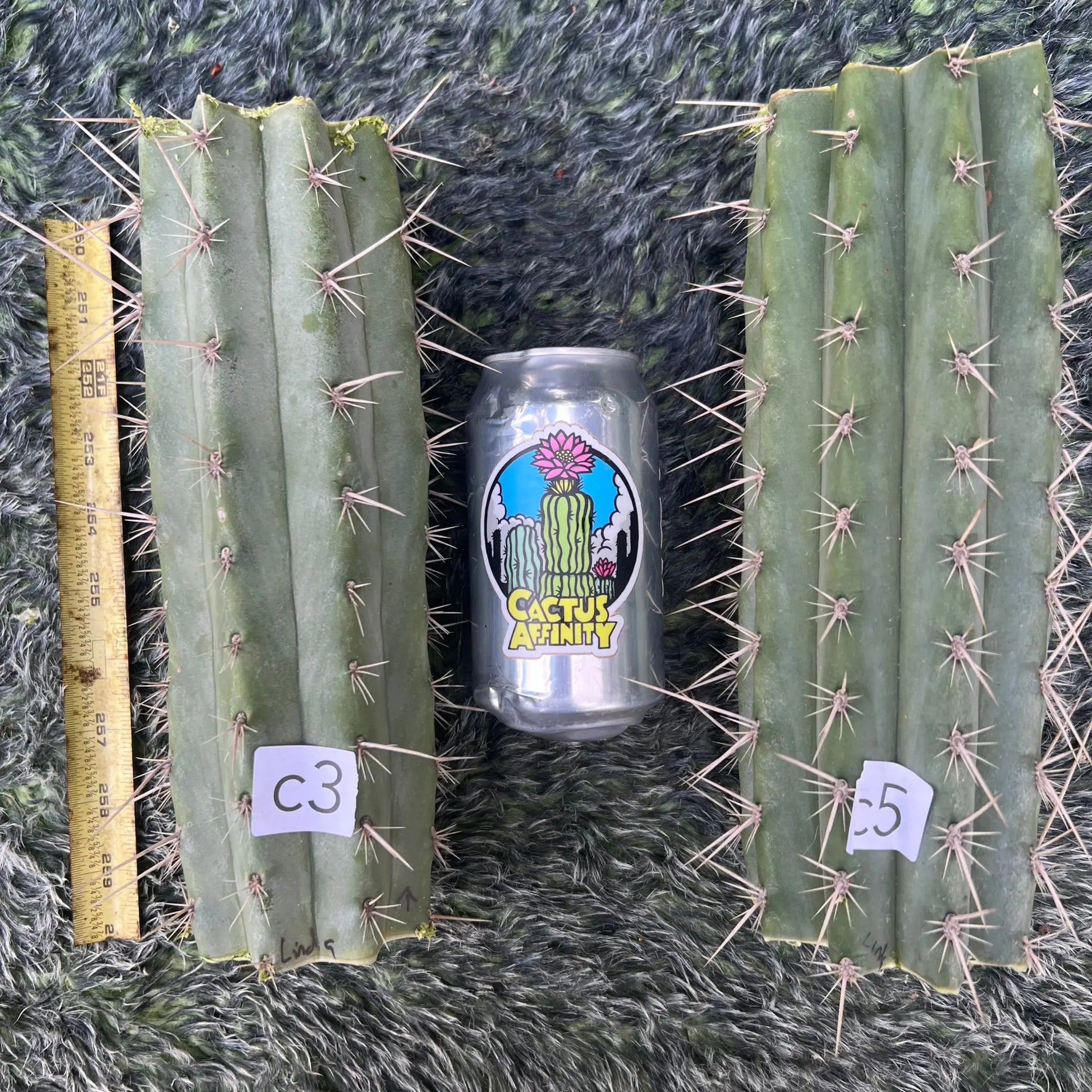 puquiensis Linda - c5 10” center cut - live cactus plant