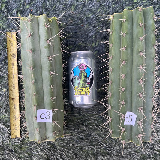 puquiensis Linda - c5 10” center cut - live cactus plant
