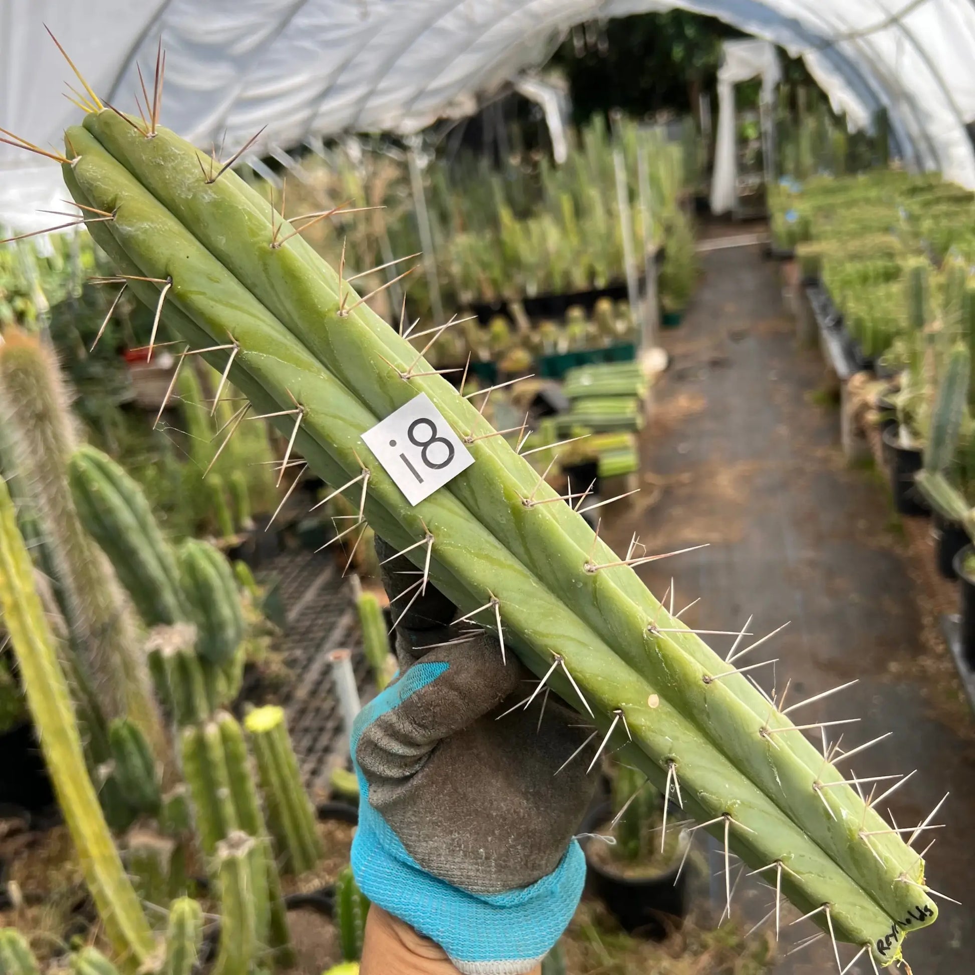 Reynold’s bridge - i8 14” tip cut - live cactus plant