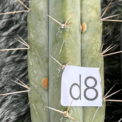 Reynold’s bridge - i8 14” tip cut - live cactus plant