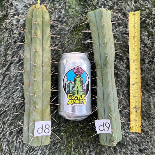 Reynold’s bridge - i8 14” tip cut - live cactus plant