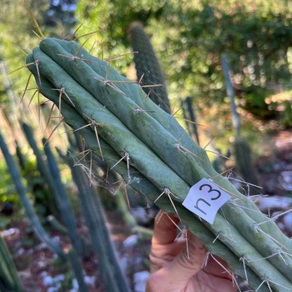 reynolds x SS02 - n3 14” tip cut - live cactus plant