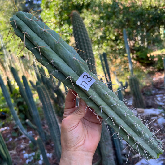 reynolds x SS02 - n3 14” tip cut - live cactus plant