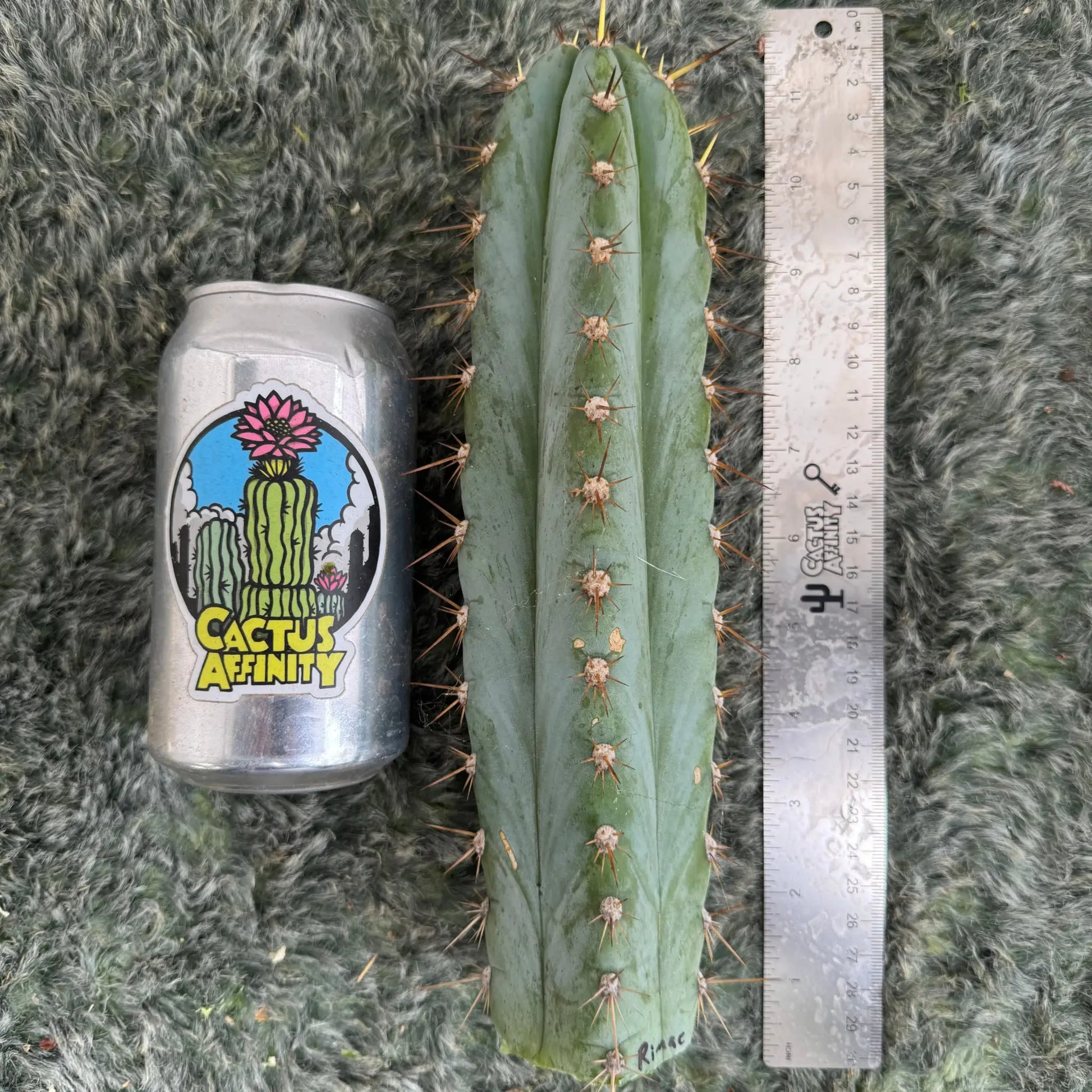 Rimac - Verne’s - one 10” tip cutting - live cactus plant