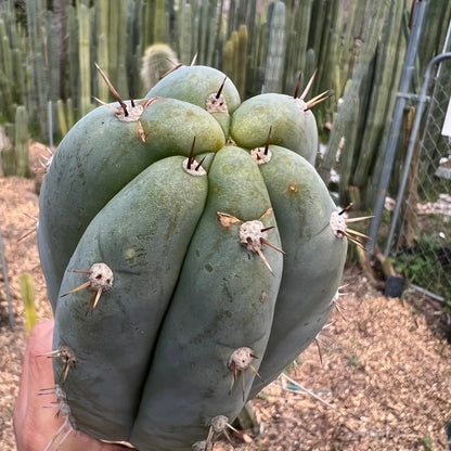 Rosei1 - e0 19” tip cut - live cactus plant