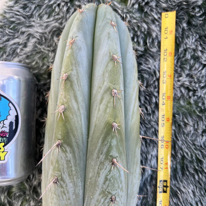 Rosei1 - e0 19” tip cut - live cactus plant