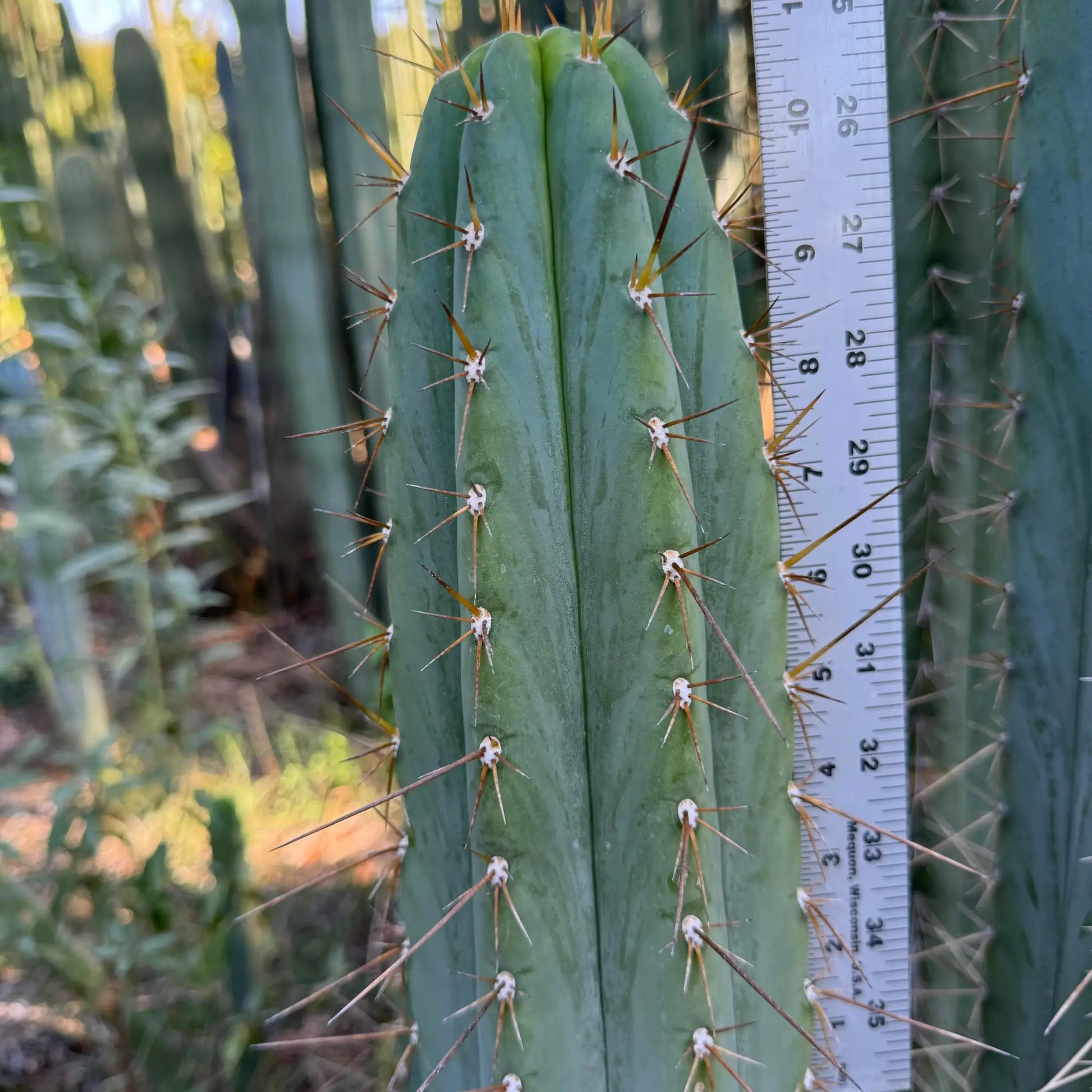 RS0001-3 cut to order - live cactus plant cutting