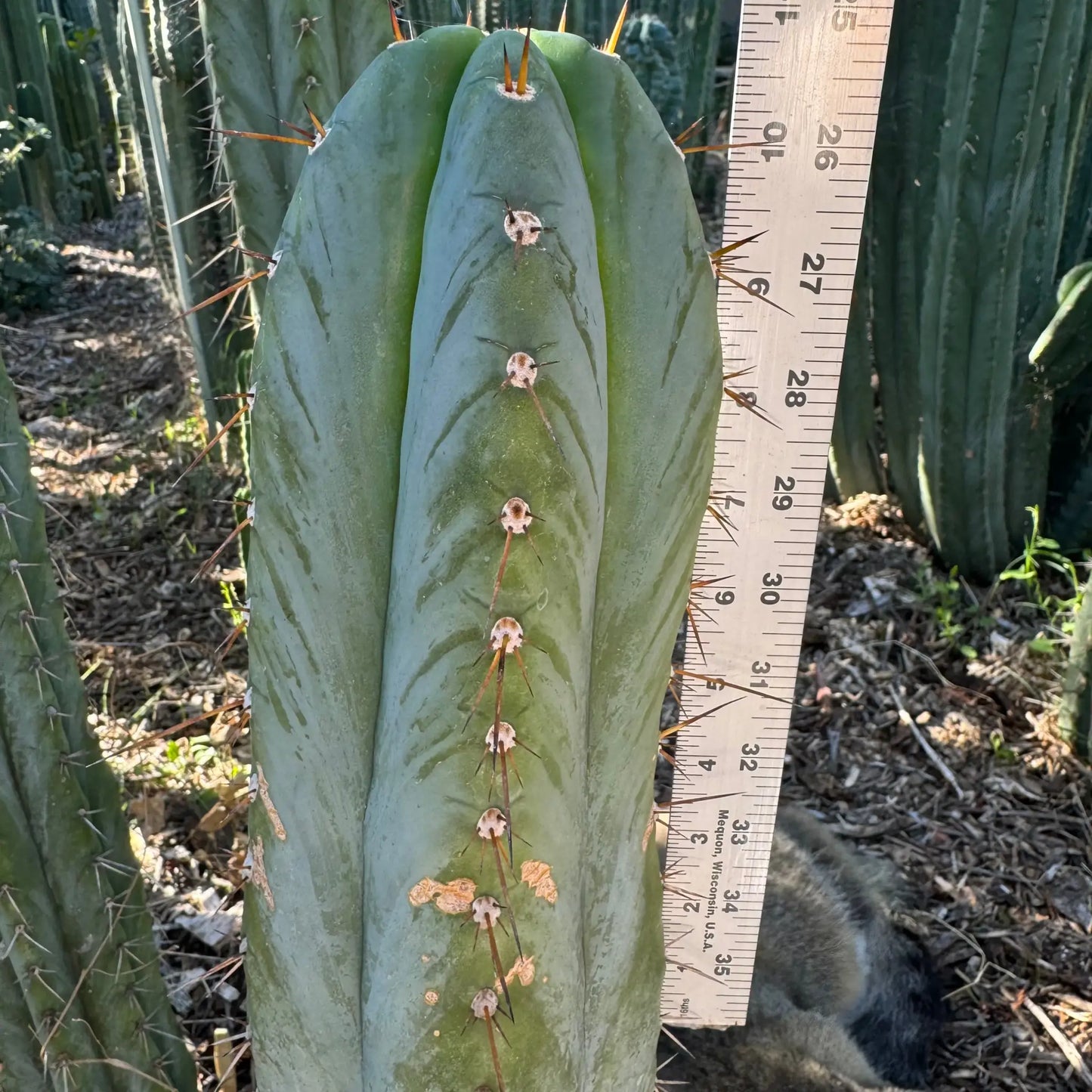 RS0001-3 cut to order - one Matucana type 10” tip cutting