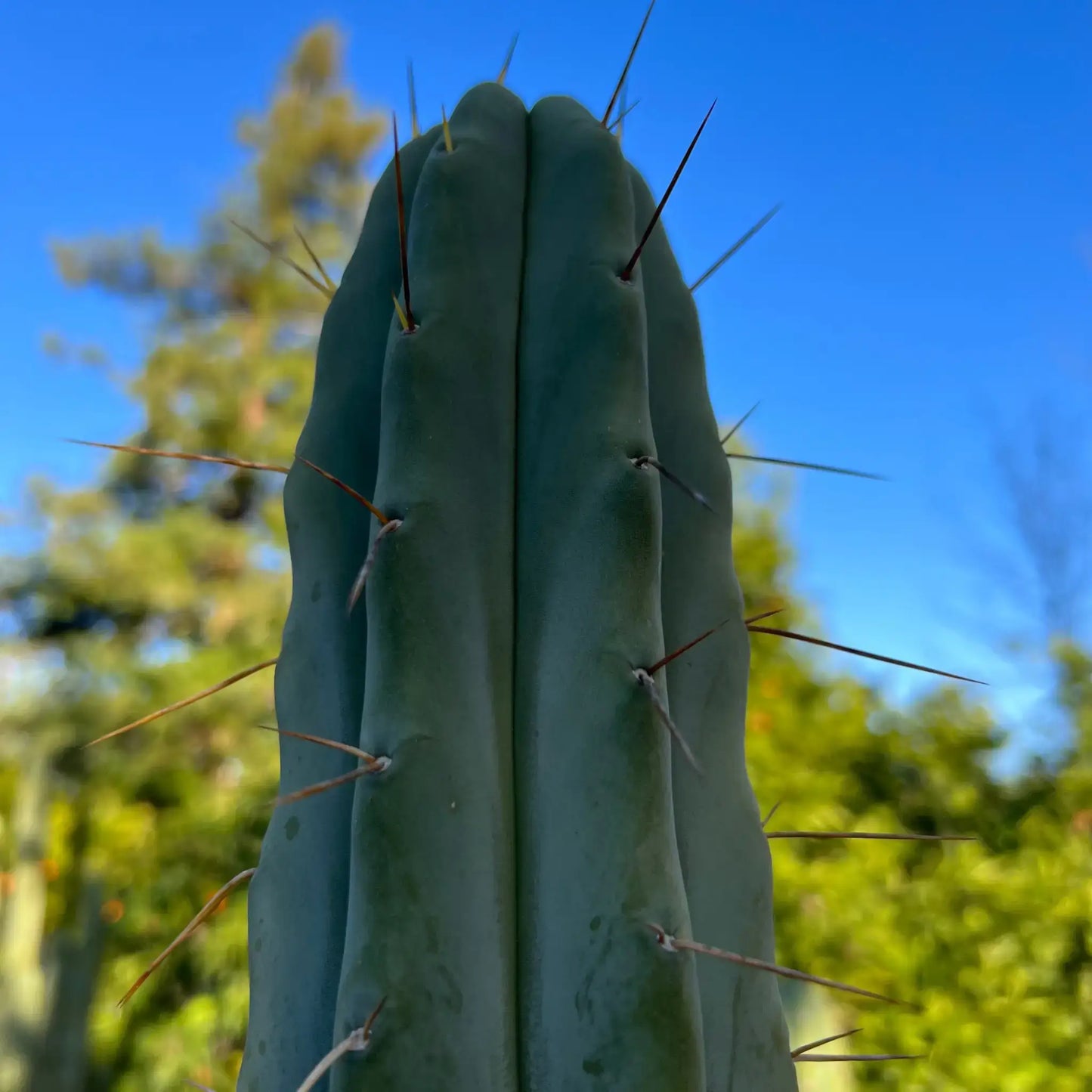 RSB - live cactus plant