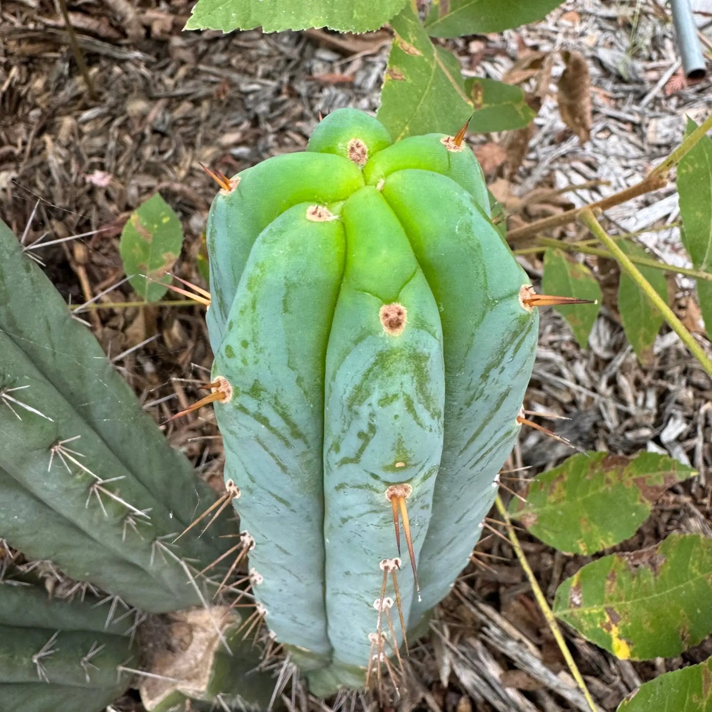 Ruby - one 10” tip cutting - live cactus plant