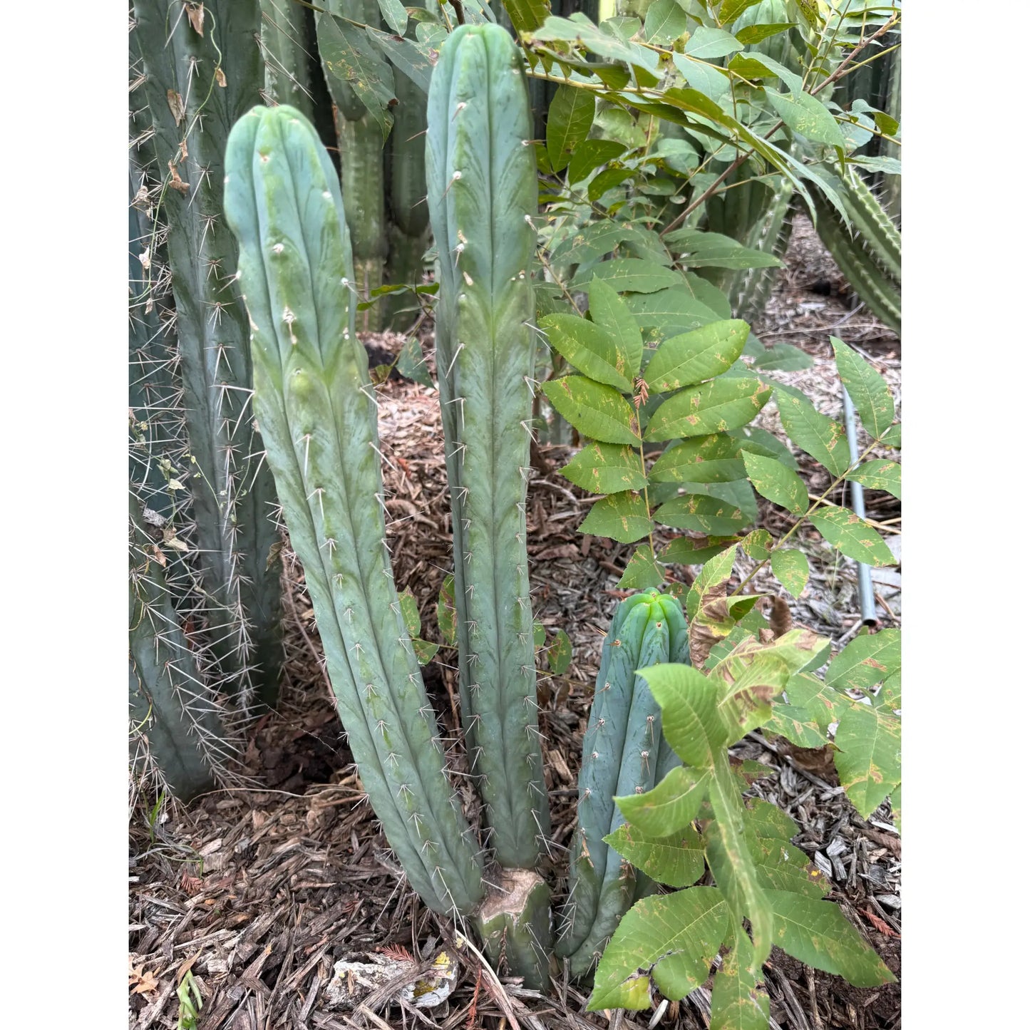 Ruby - one 10” tip cutting - live cactus plant