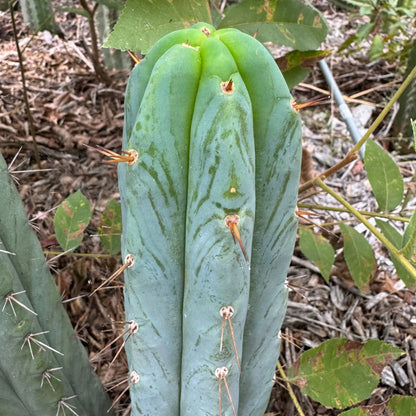 Ruby - one 10” tip cutting - live cactus plant