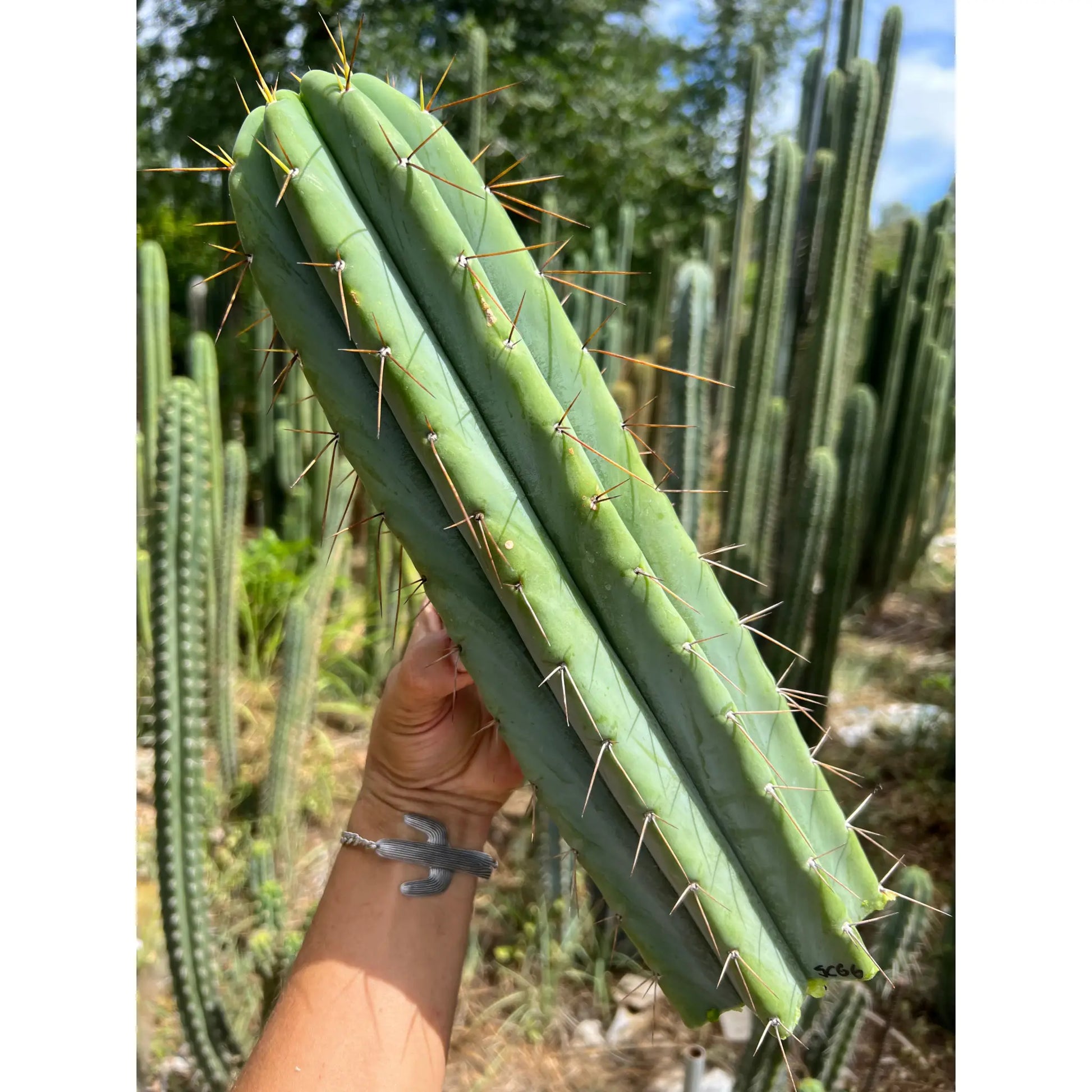 SCG06 - 14” tip cut - live cactus plant