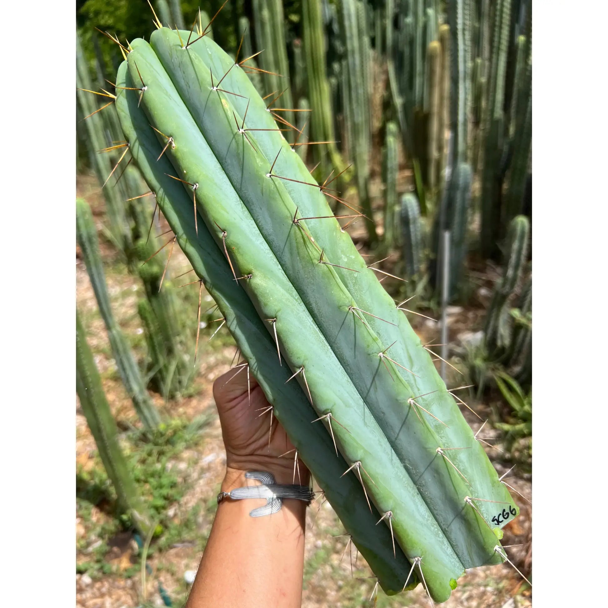 SCG06 - 14” tip cut - live cactus plant