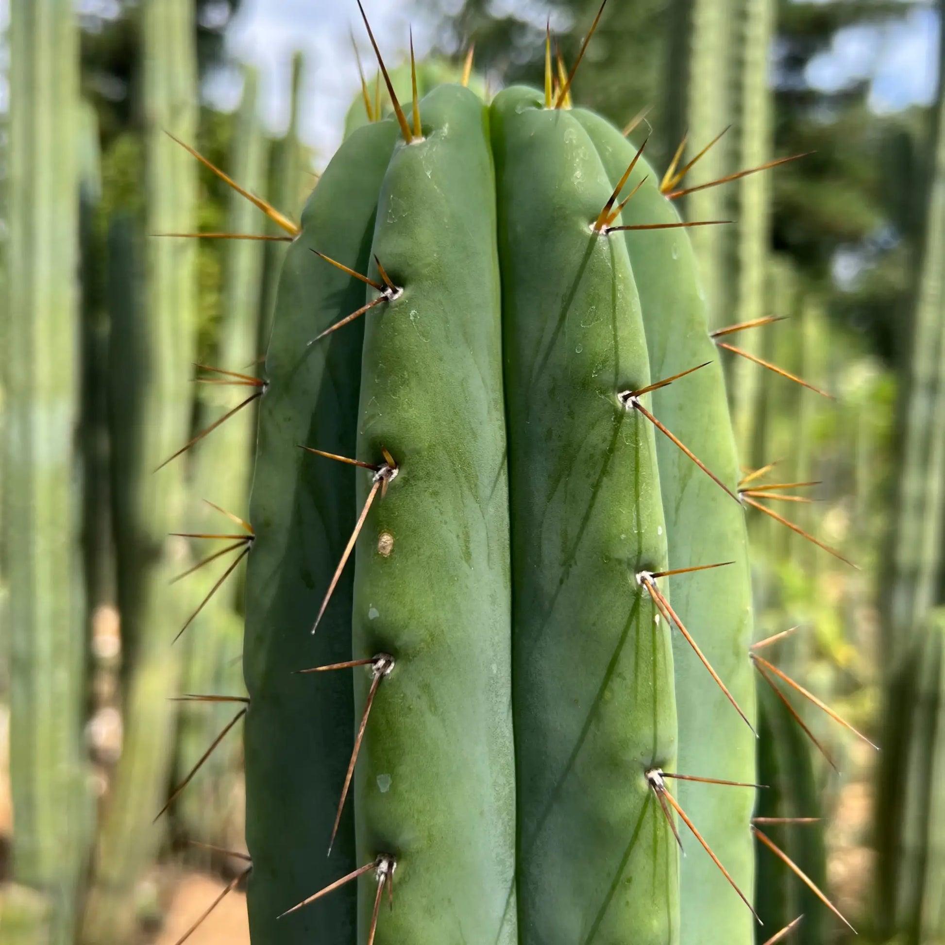 SCG06 - 14” tip cut - live cactus plant