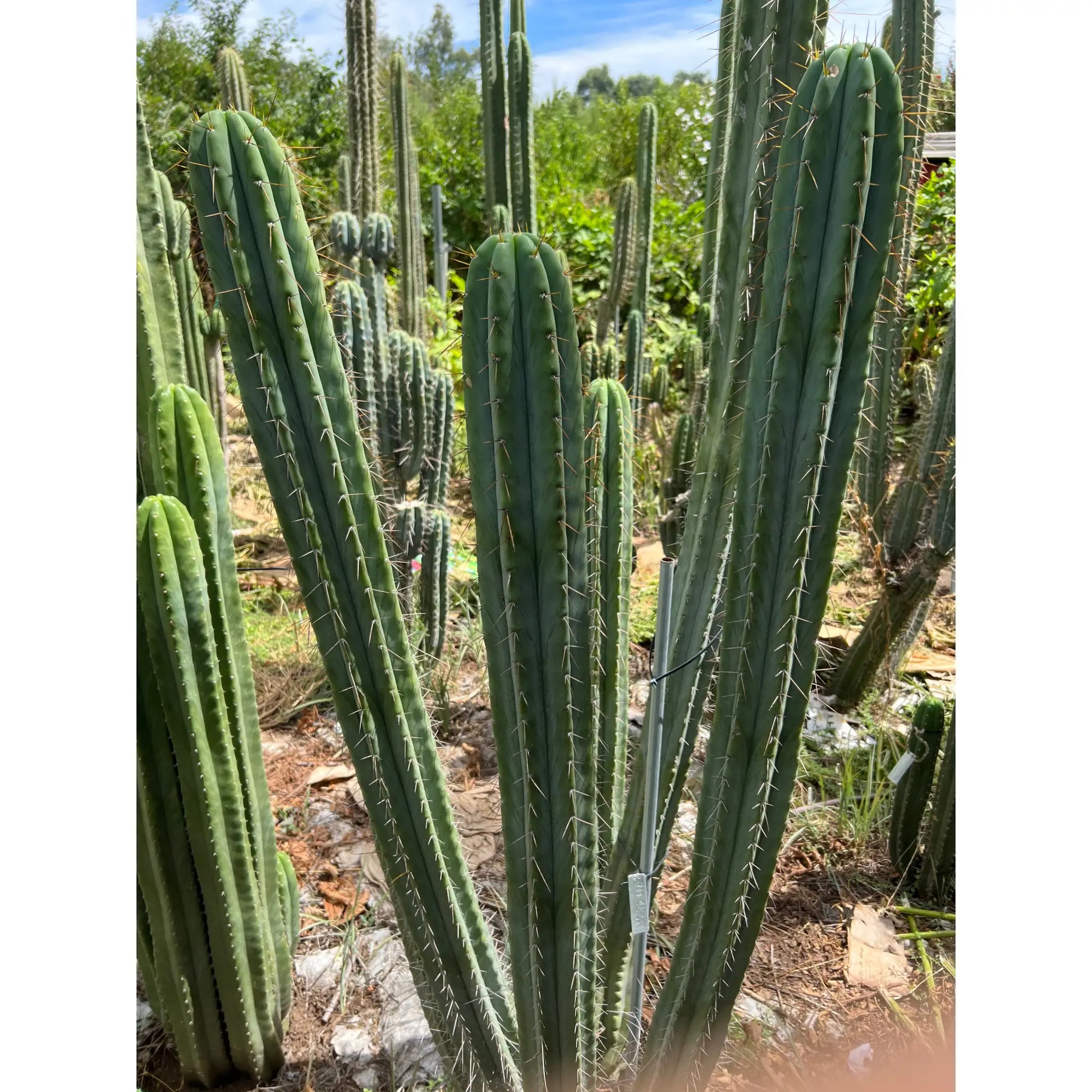 SCG06 - 14” tip cut - live cactus plant
