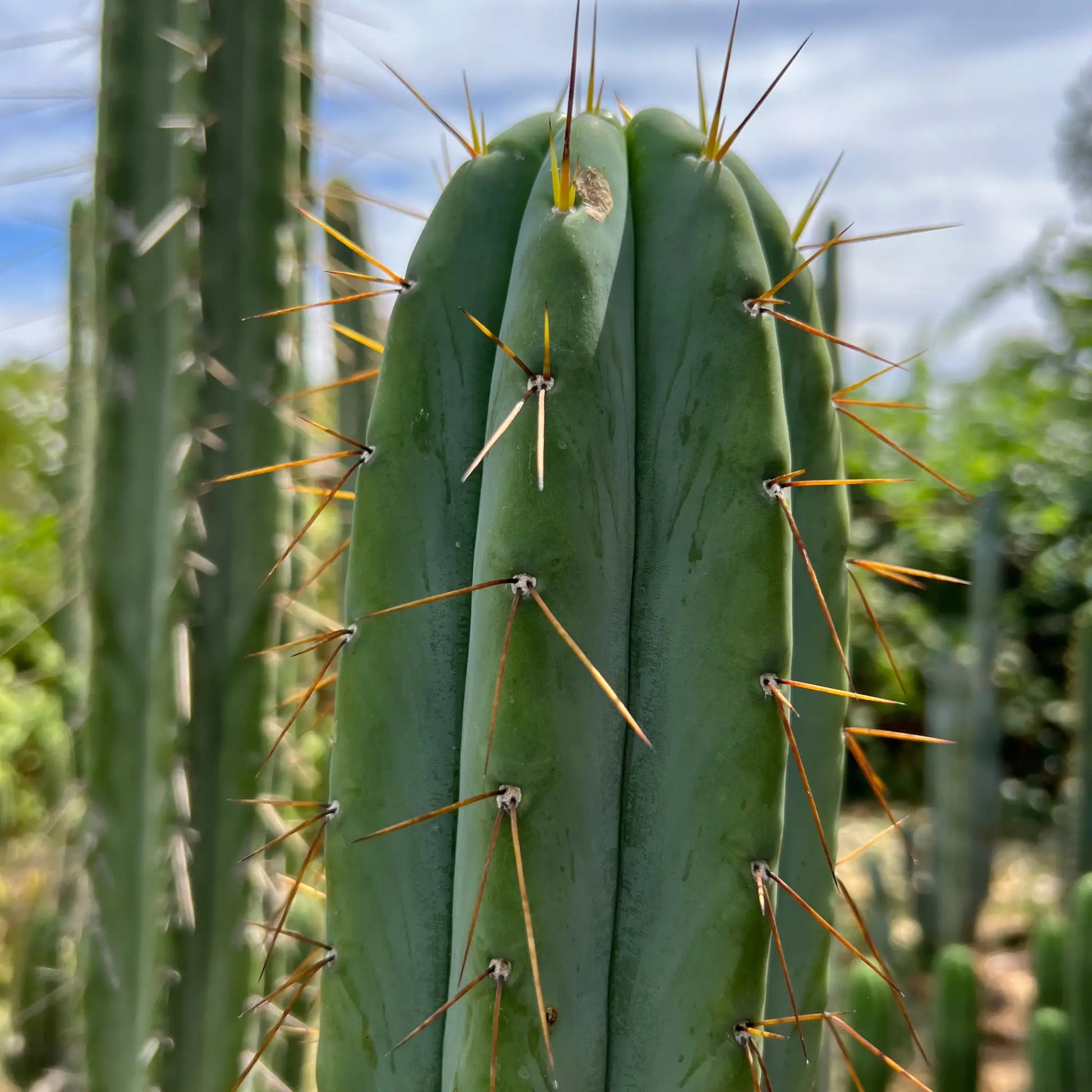 SCG06 - 14” tip cut - live cactus plant