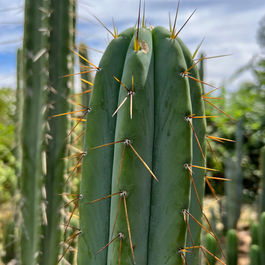 SCG06 - 14” tip cut - live cactus plant