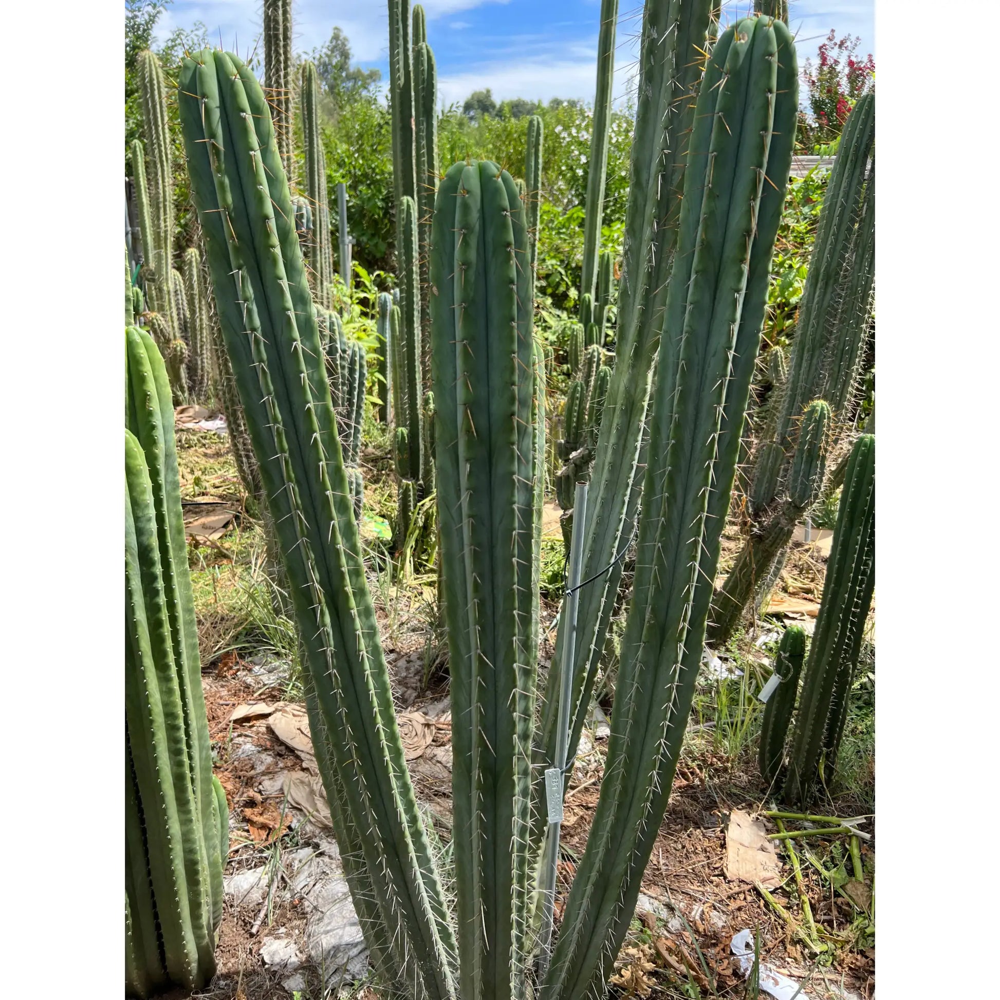 SCG06 - 14” tip cut - live cactus plant