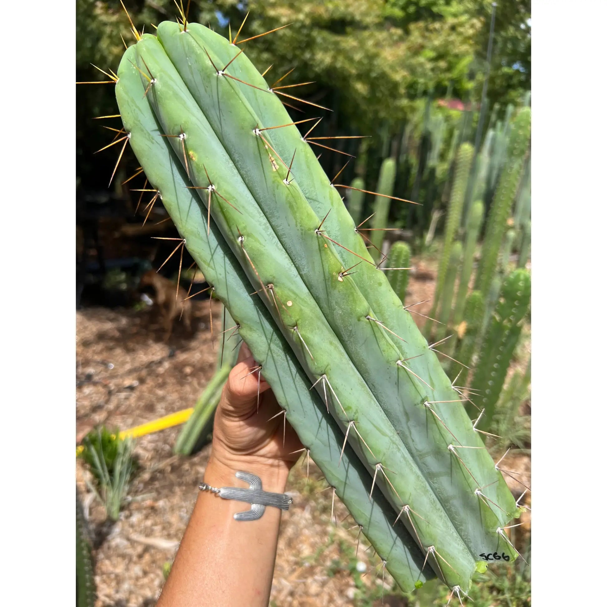 SCG06 - 14” tip cut - live cactus plant