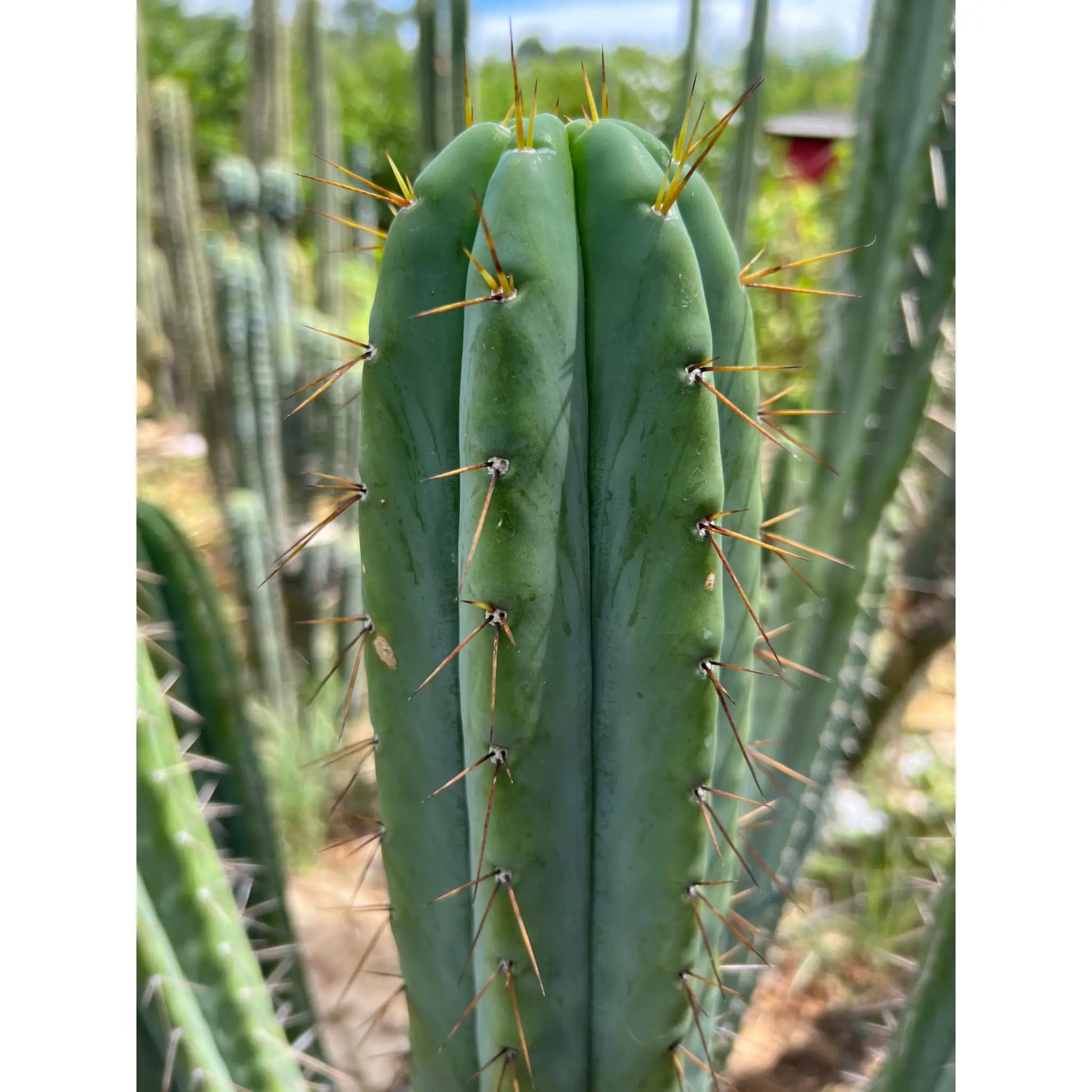 SCG06 - 14” tip cut - live cactus plant