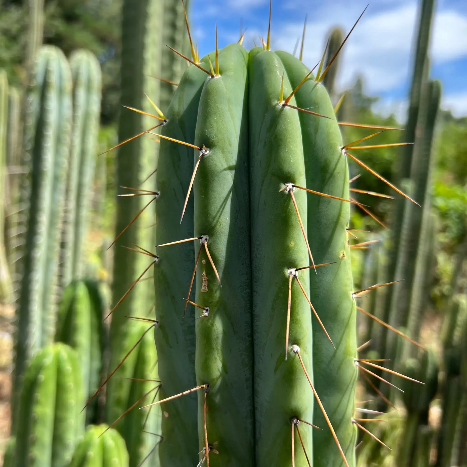 SCG06 - 14” tip cut - live cactus plant