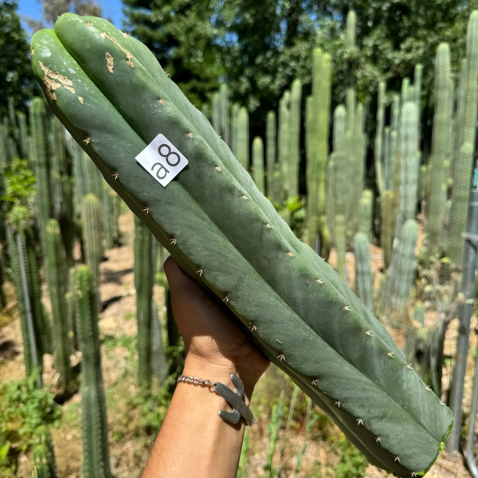 SCG16 aka CAscop - a8 17” tip cutting - live cactus plant