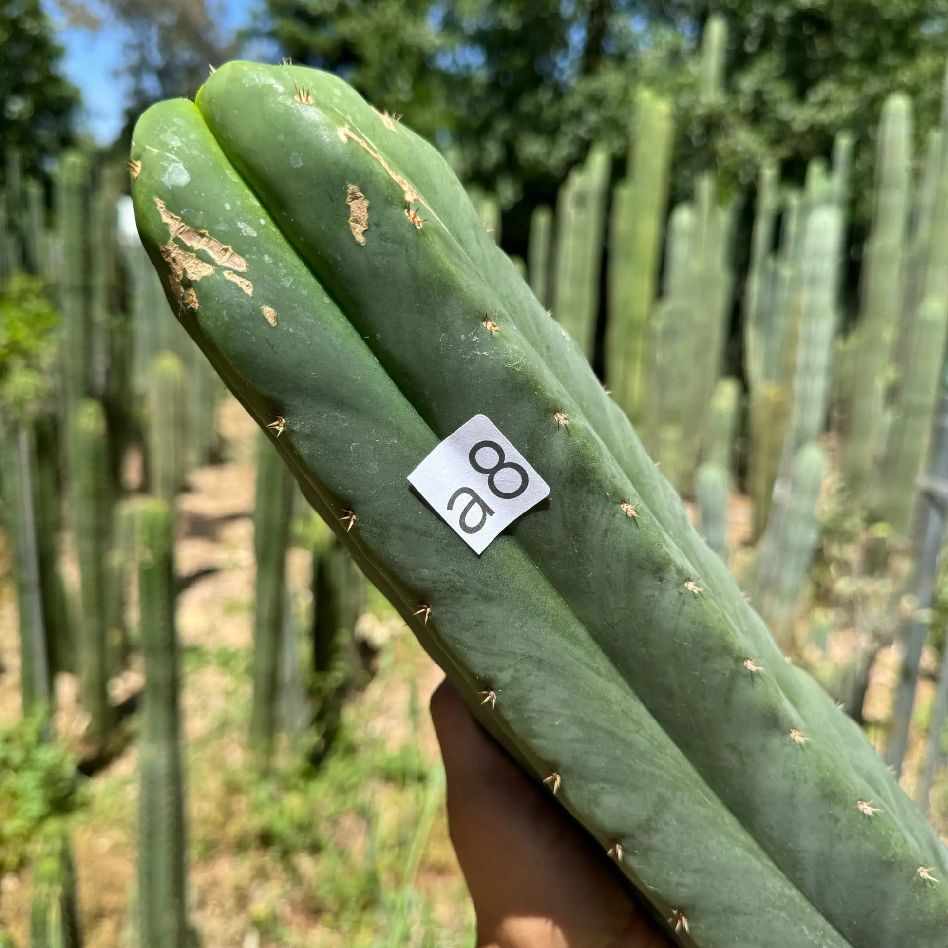 SCG16 aka CAscop - live cactus plant