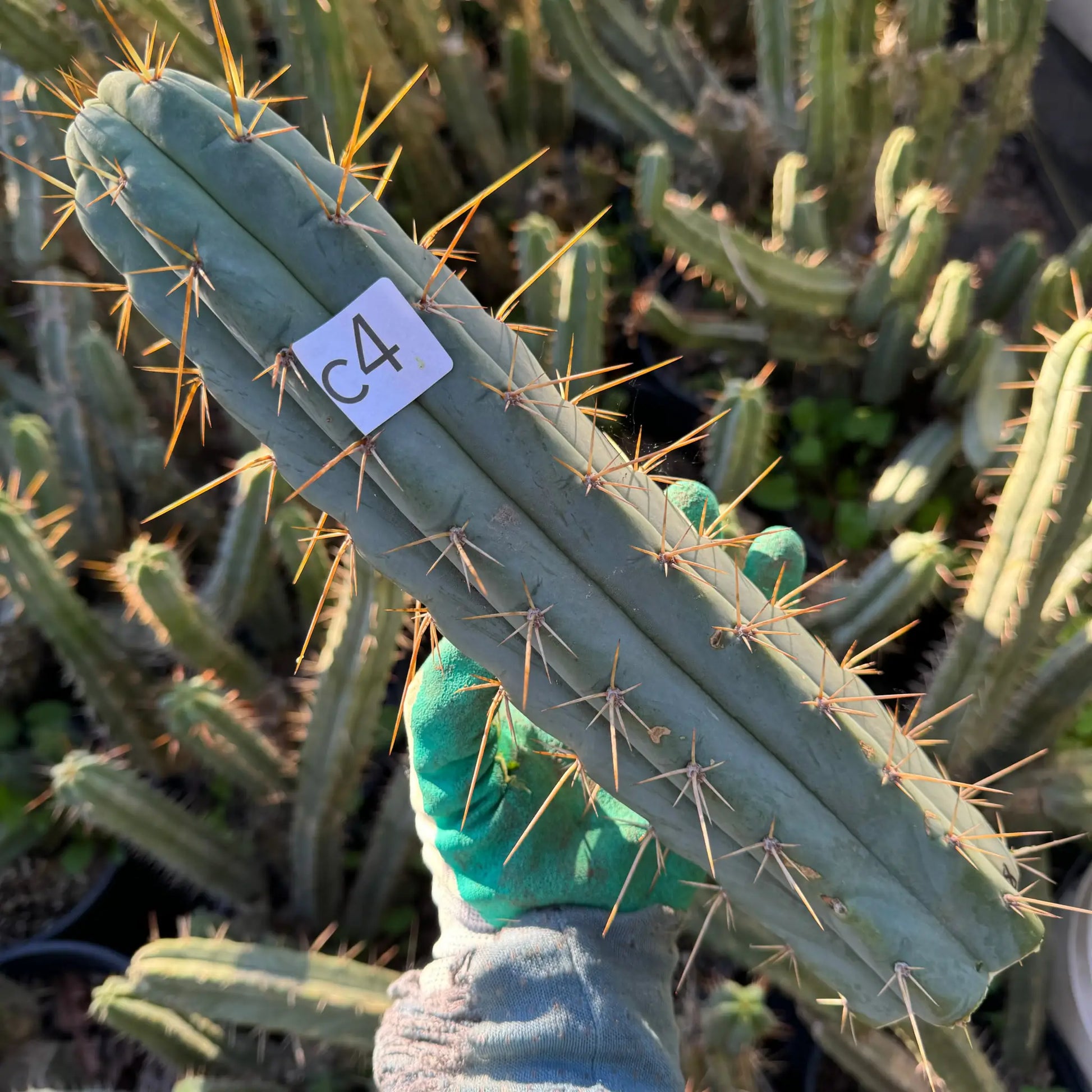 SCG8 - c4 12” tip cut - live cactus plant