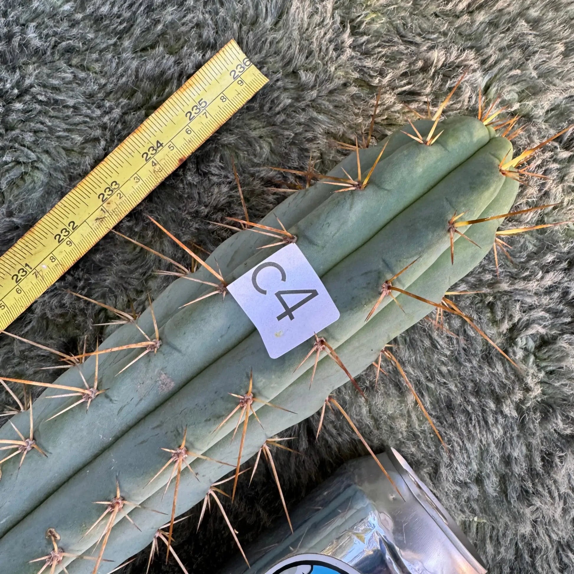 SCG8 - c4 12” tip cut - live cactus plant