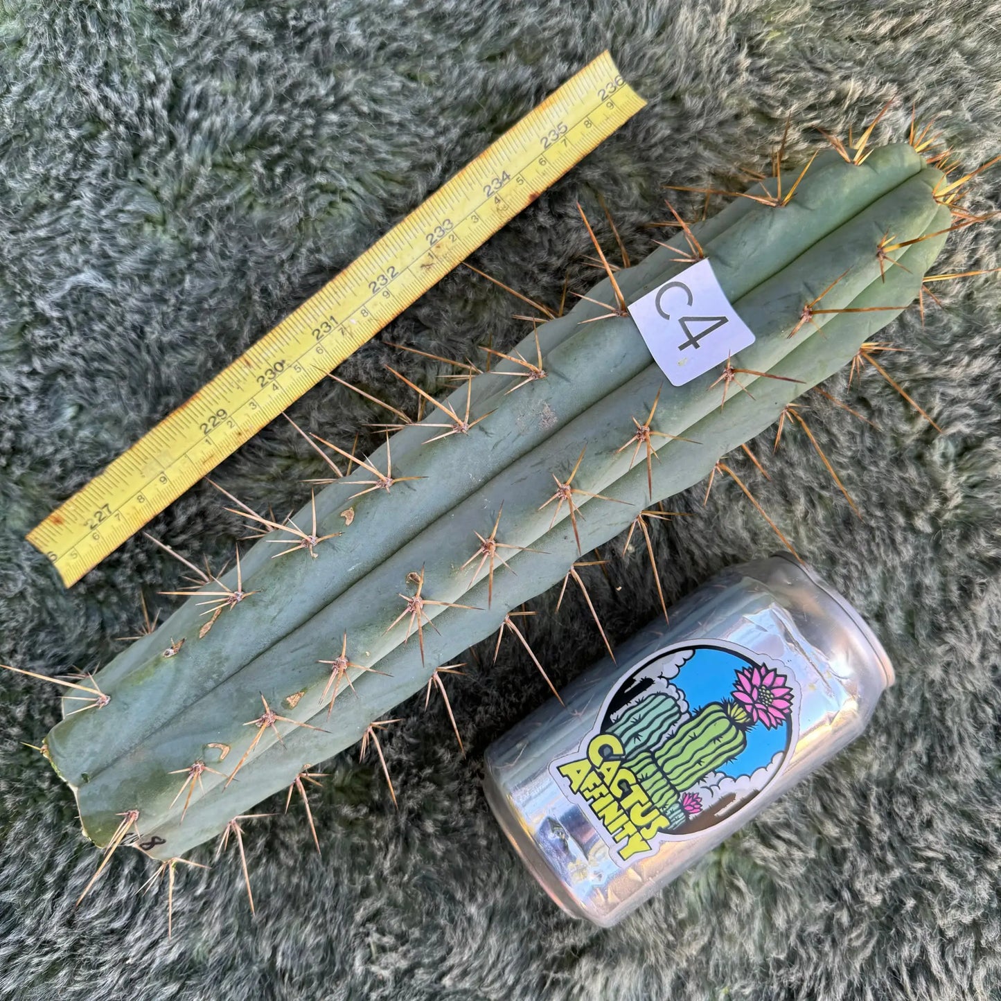 SCG8 - c4 12” tip cut - live cactus plant