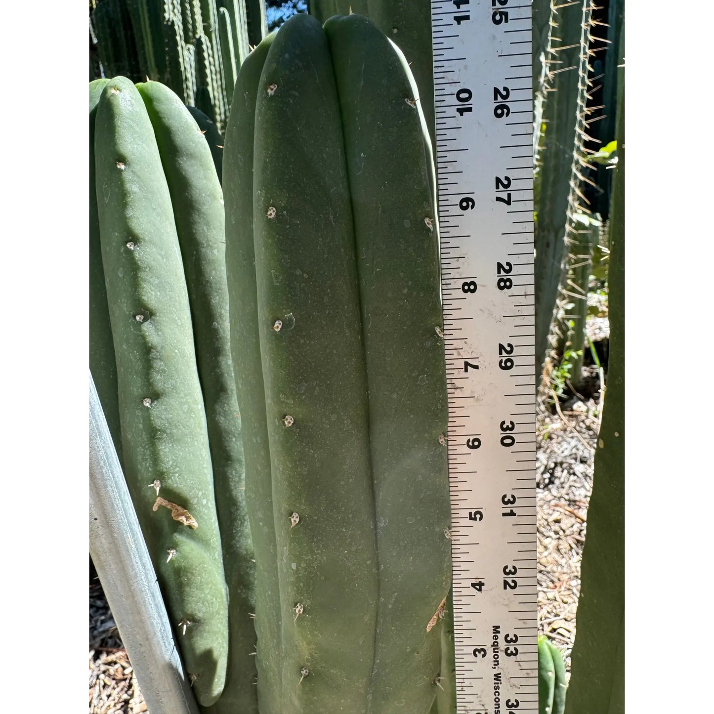 scop FR991 - one 10” tip cutting - live cactus plant