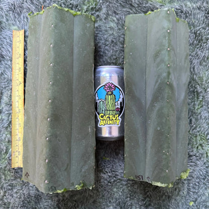 Cactus Affinity - scop FR991 JS151 Cactus Affinity - scop FR991 JS151