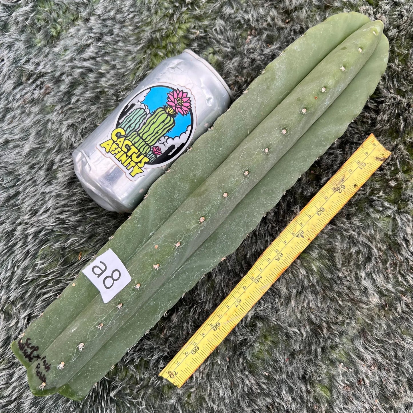 scop ‘Hillside’ x pach ‘Fields’ - a8 14” tip cut