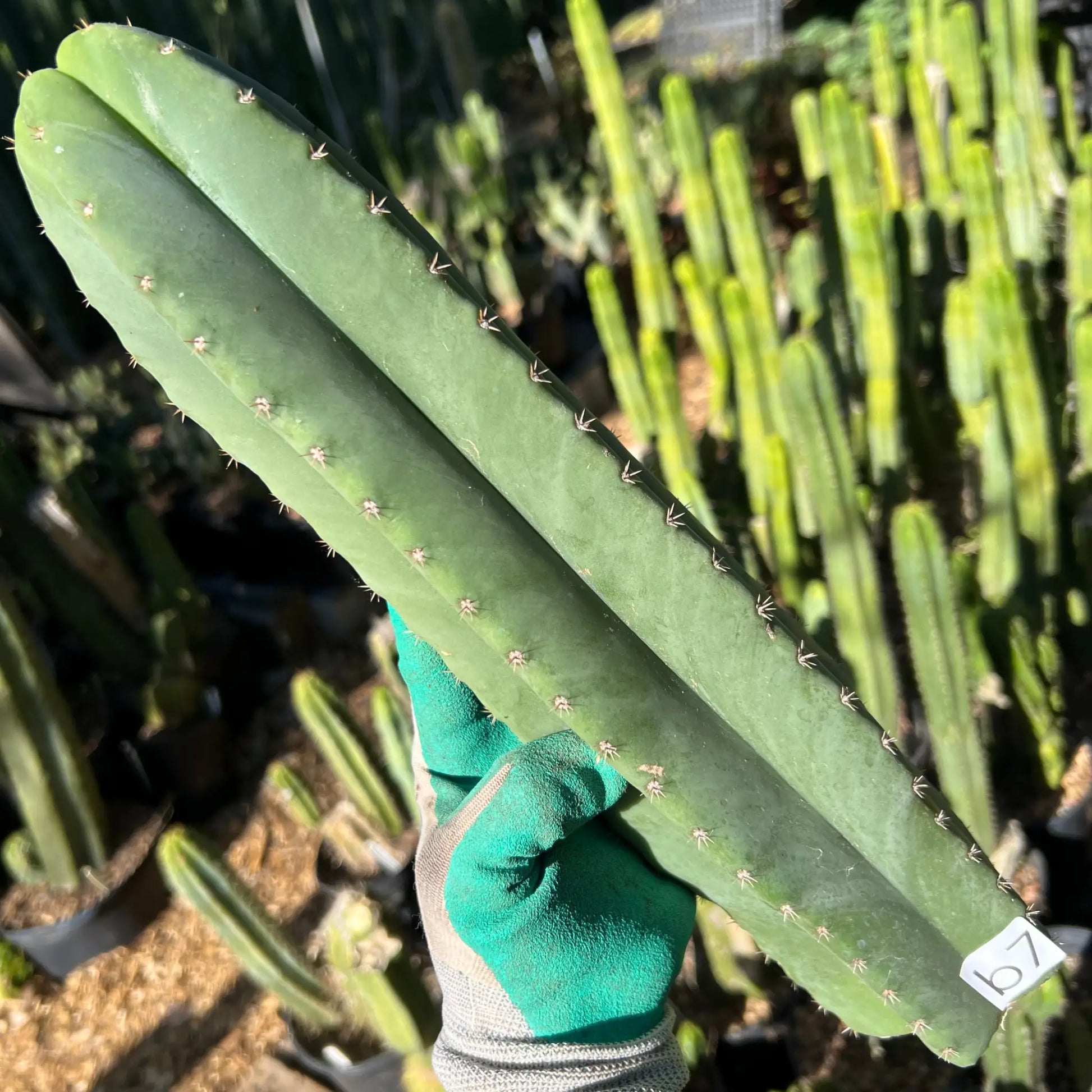 scop MA9 - 14” tip cut - live cactus plant