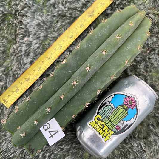 scop x knuthianus - a4 10” tip cut - live cactus plant