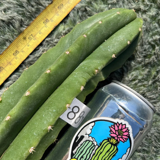 scop x sharxx blue - r8 10” tip cutting - live cactus plant