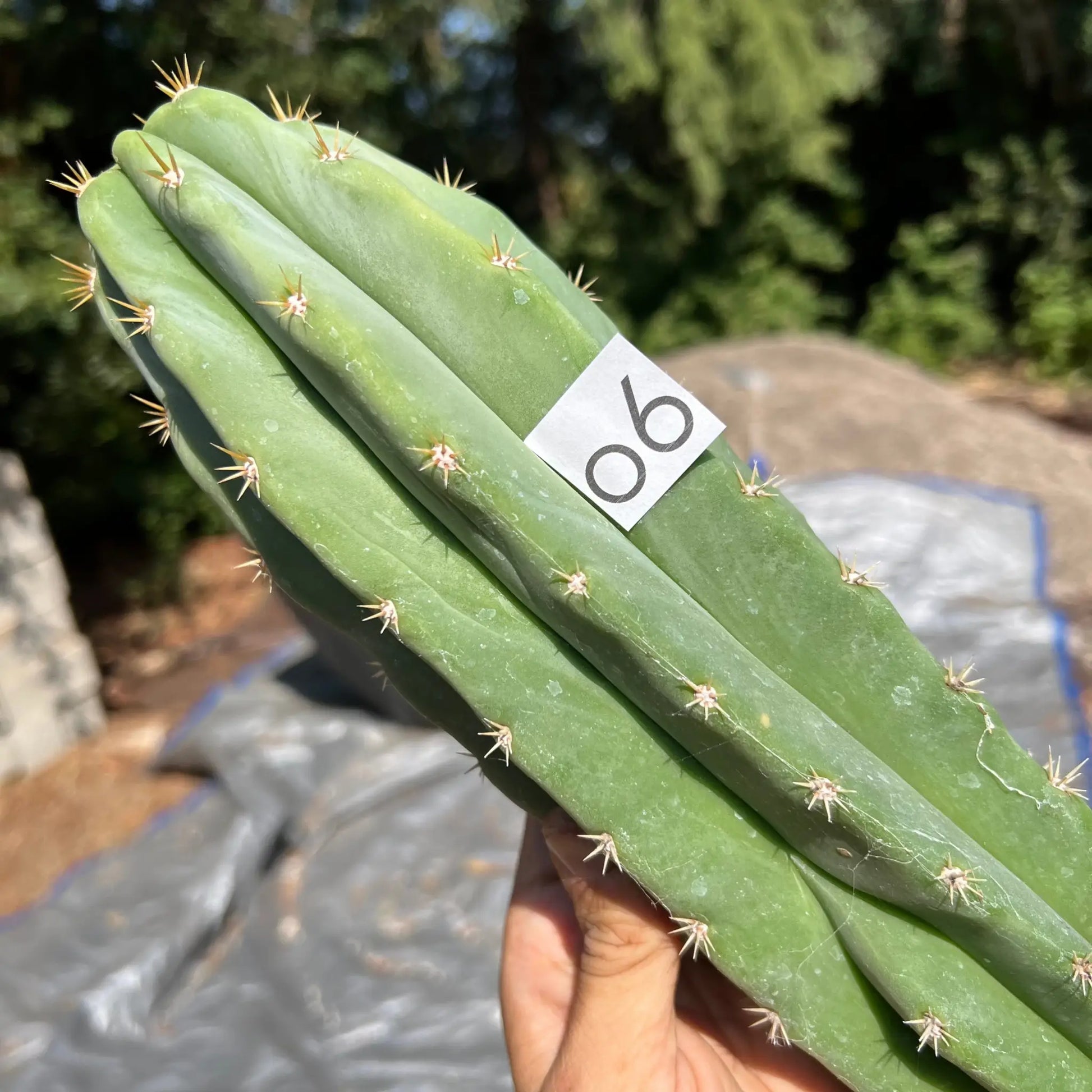 scop x super pedro - o6 14” tip cutting - live cactus plant