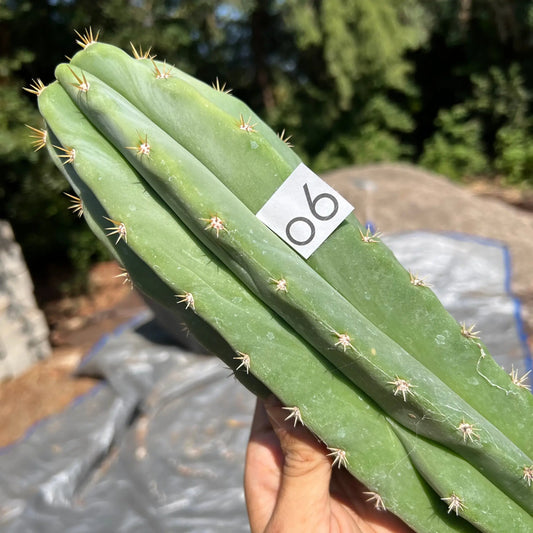 scop x super pedro - o6 14” tip cutting - live cactus plant