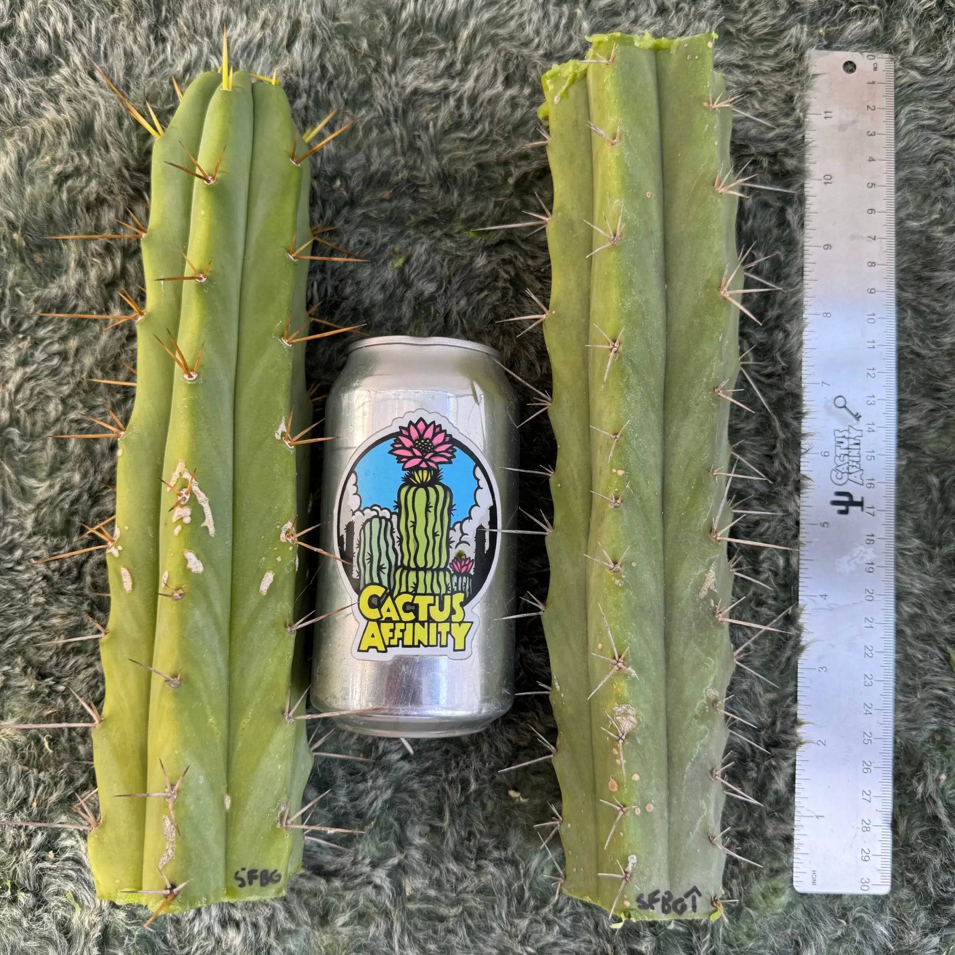 SFBG bridge - one 10” tip cutting - live cactus plant