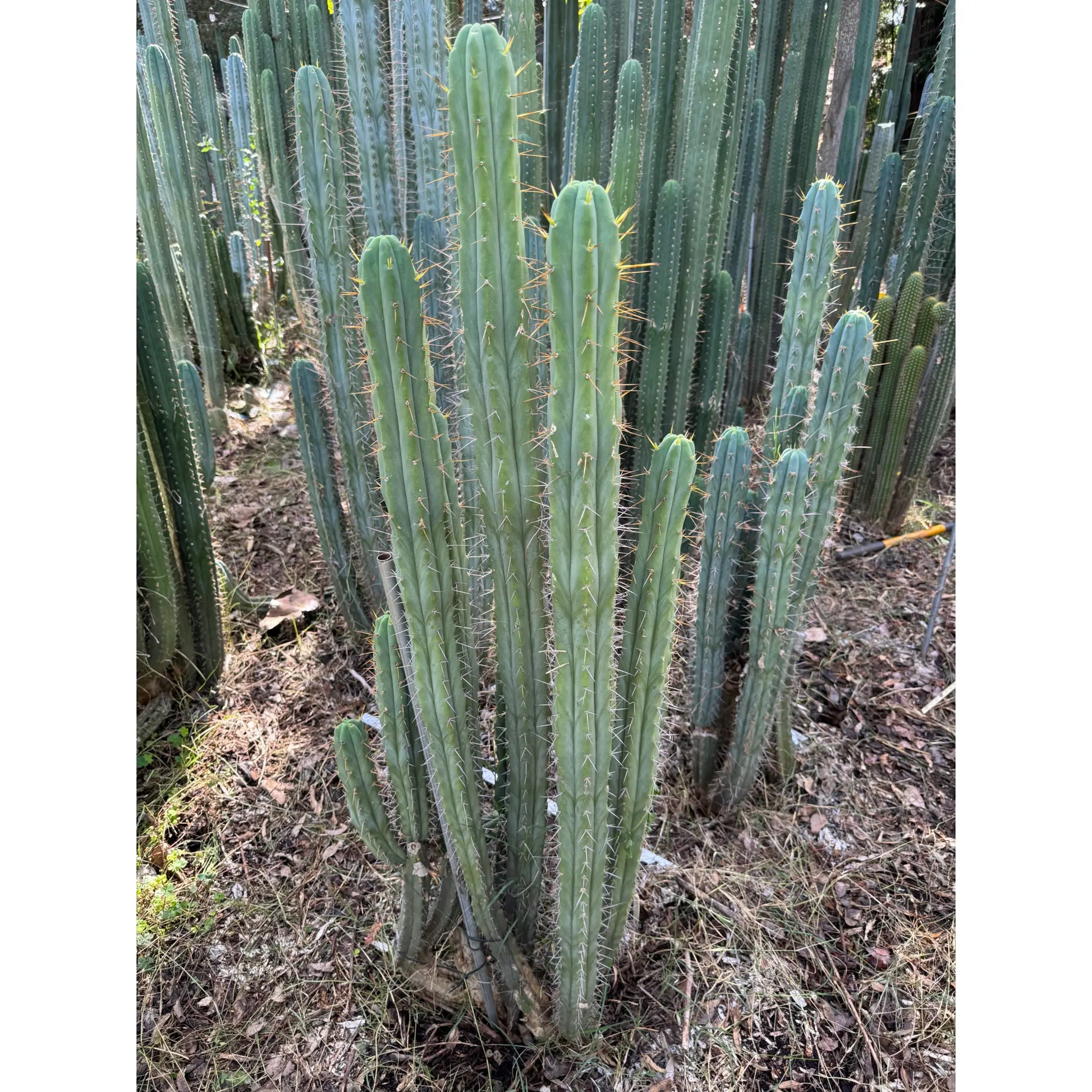 SFBG bridge - live cactus plant