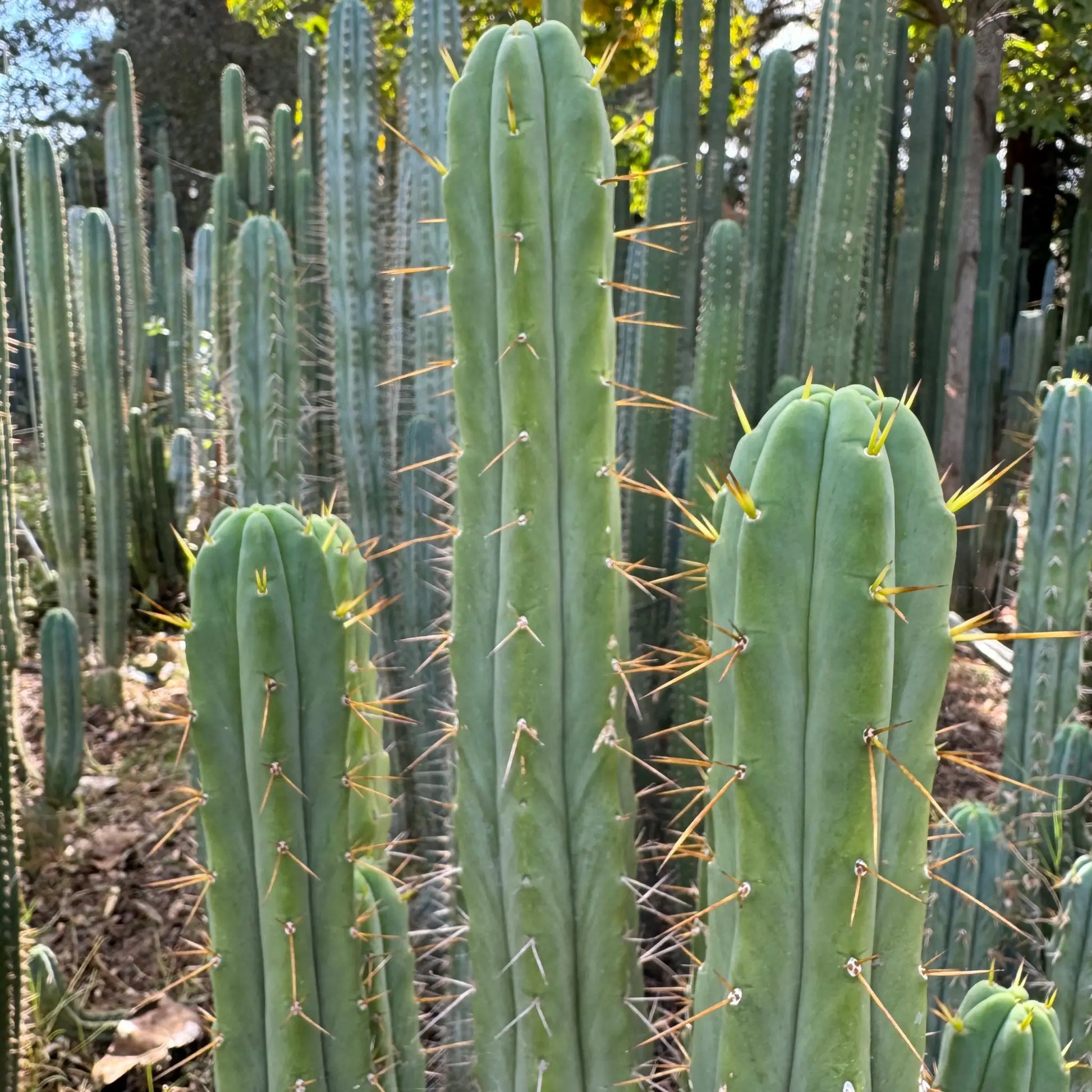 SFBG bridge - live cactus plant