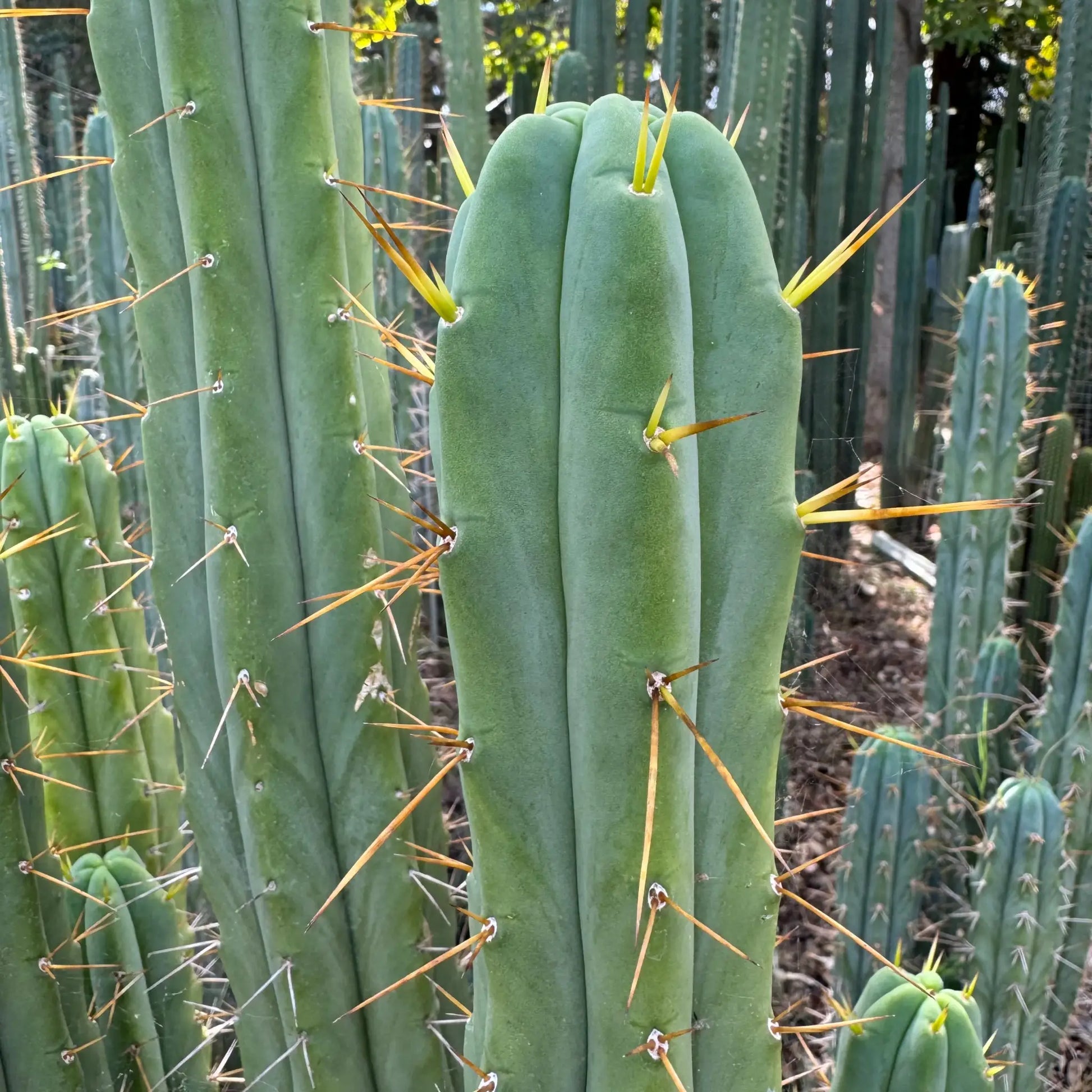 SFBG bridge - live cactus plant