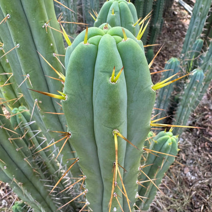 SFBG bridge - live cactus plant