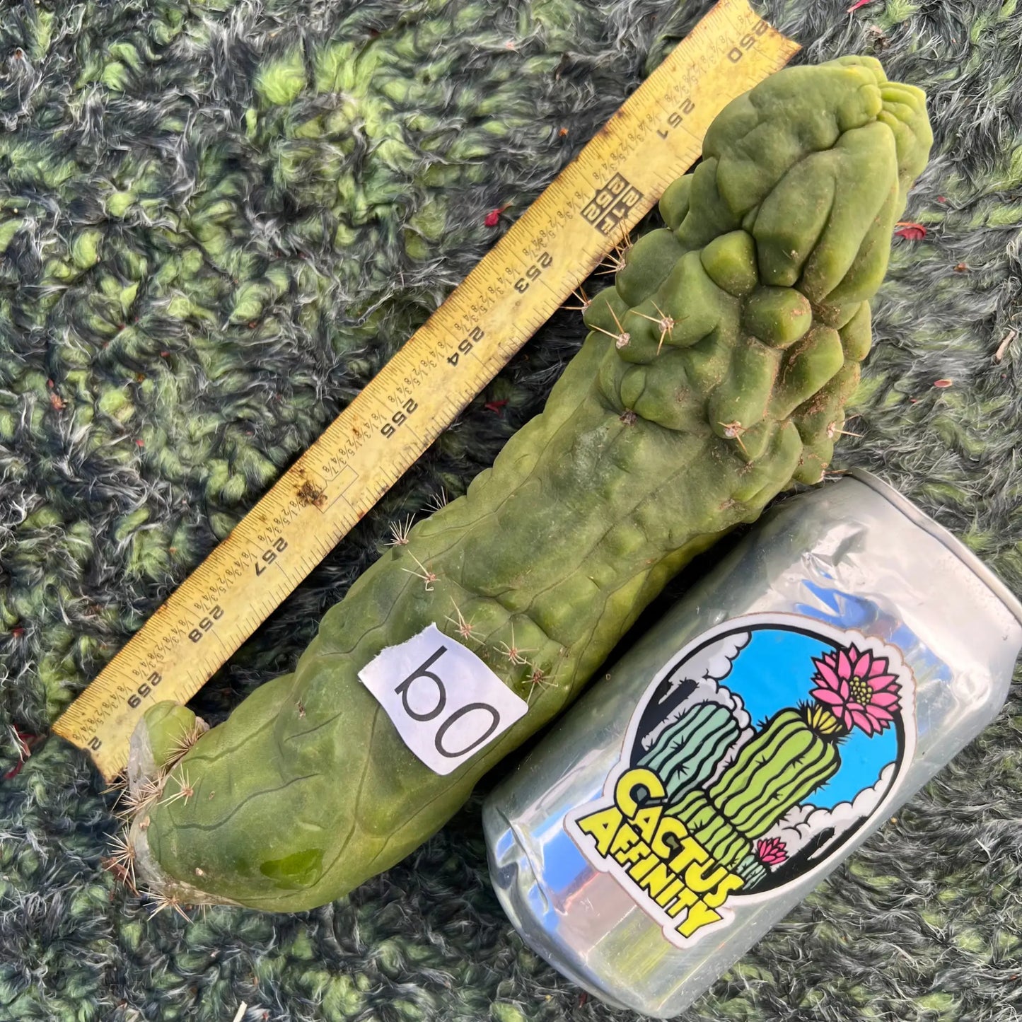 shaferi monstrose - b0 10” tip cut - live cactus plant