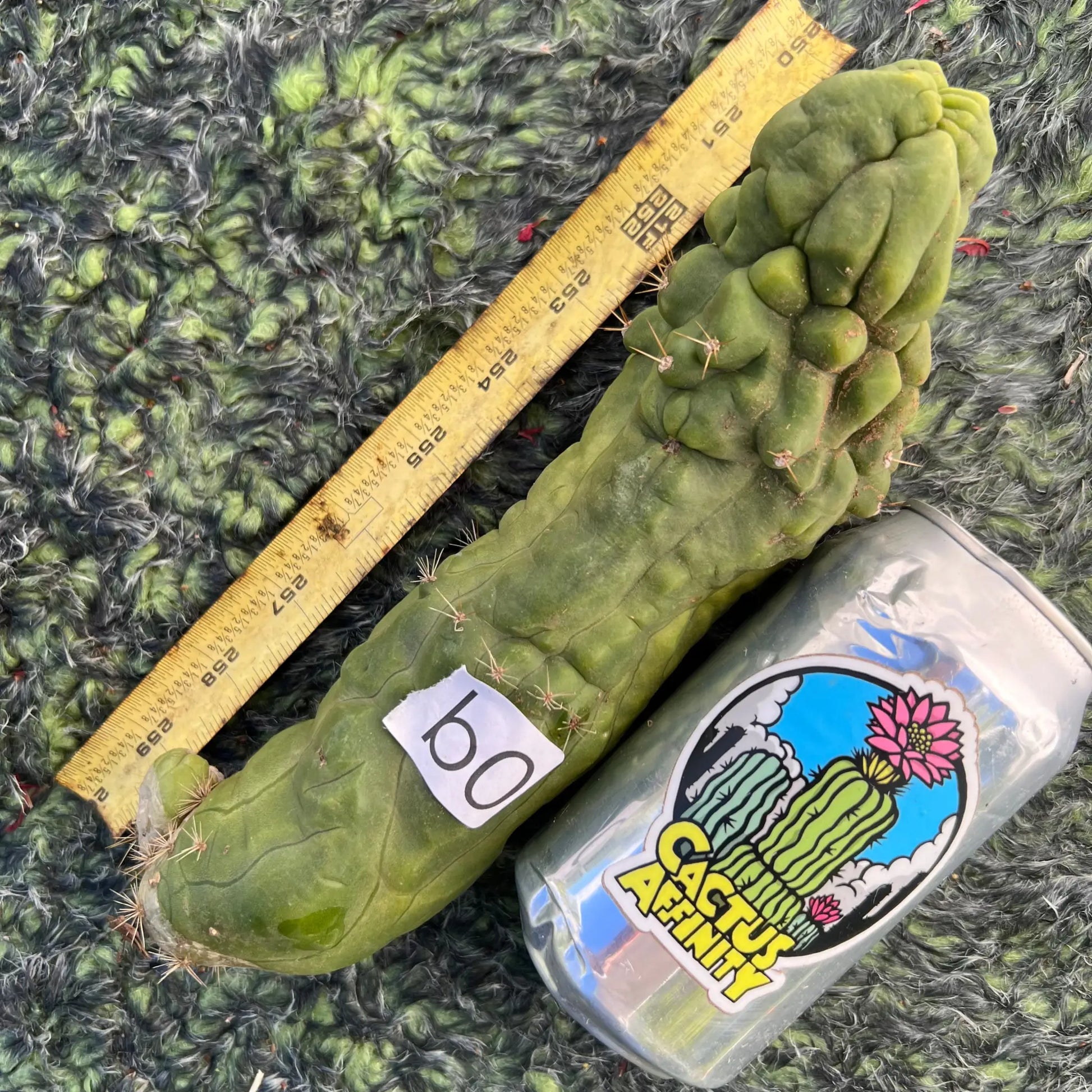 shaferi monstrose - b0 10” tip cut - live cactus plant