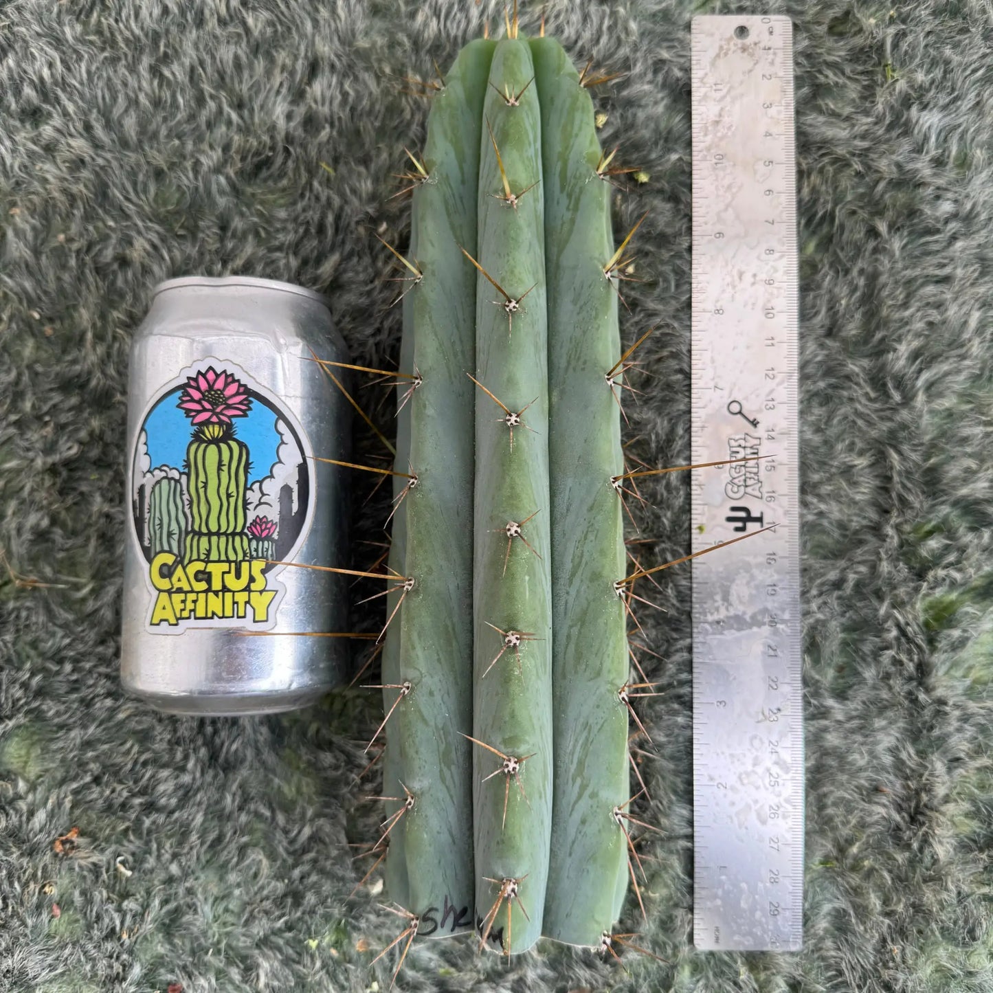 Sherman SCG1 / CA1 - one 10” tip cutting - live cactus plant