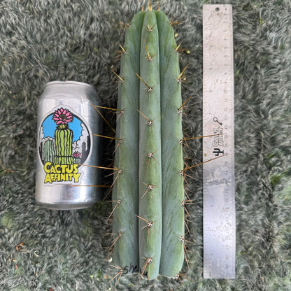 Sherman SCG1 / CA1 - one 10” tip cutting - live cactus plant